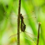 Orthétrum réticulé (Orthetrum cancellatum)