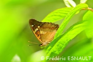 Petit Mars Changeant (Apatura ilia)