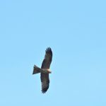 Milan noir (Milvus migrans)