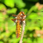 Libellule déprimée (Libellula depressa)