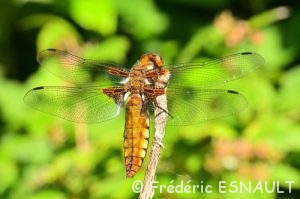 Libellule déprimée (Libellula depressa)