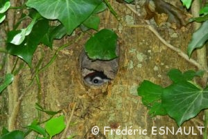 Le Pic épeiche (Dendrocopos major)