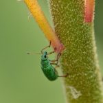 Charançon vert soyeux (Polydrusus formosus)