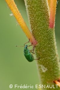 Charançon vert soyeux (Polydrusus formosus)