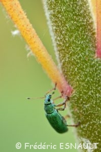 Charançon vert soyeux (Polydrusus formosus)