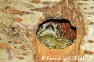 Le Pic vert (Picus viridis)
