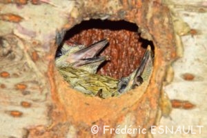 Le Pic vert (Picus viridis)