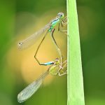 L'Ischnure élégante (Ischnura elegans)