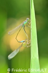 L'Ischnure élégante (Ischnura elegans)
