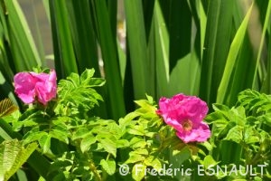 Rosier rugueux, ou Rosier du Japon (Rosa rugosa)