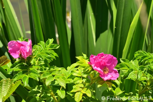 Rosier rugueux, ou Rosier du Japon (Rosa rugosa)