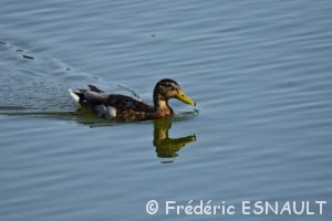 Le Canard colvert (Anas platyrhynchos)
