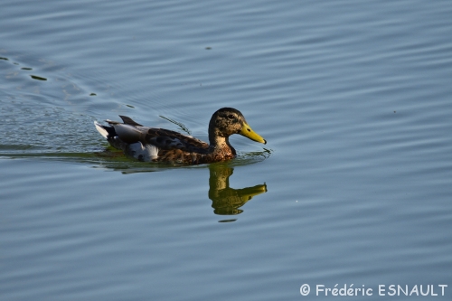 Le Canard colvert (Anas platyrhynchos)