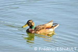 Le Canard colvert (Anas platyrhynchos)