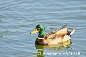 Le Canard colvert (Anas platyrhynchos)