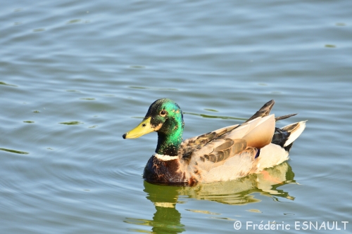 Le Canard colvert (Anas platyrhynchos)