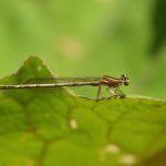 Le Pennipattes bleuâtres ( Plactycnemis pennipes)