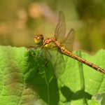 Sympétrum strié (Sympetrum striolatum)