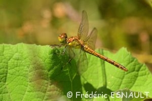 Sympétrum strié (Sympetrum striolatum)
