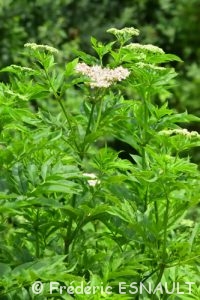 Sureau hièble (Sambucus ebulus)