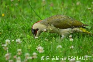 Le Pic vert (Picus viridis)