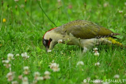 Le Pic vert (Picus viridis)