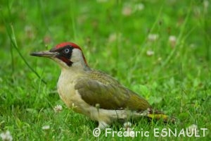 Le Pic vert (Picus viridis)