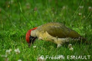 Le Pic vert (Picus viridis)