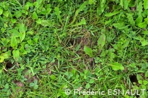 Trou dans une fourmilière par le Pic vert (Picus viridis)