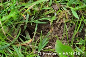 Trou dans une fourmilière par le Pic vert (Picus viridis)