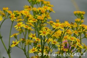 Séneçon de Jacob (Jacobaea vulgaris)