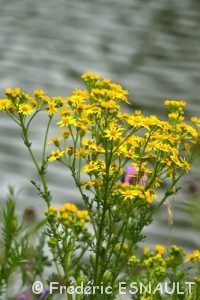 Séneçon de Jacob (Jacobaea vulgaris)