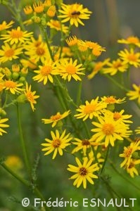 Séneçon de Jacob (Jacobaea vulgaris)