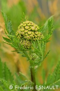 Tanaisie commune (Tanacetum vulgare)
