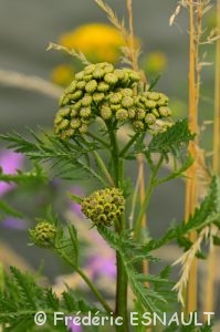 Tanaisie commune (Tanacetum vulgare)