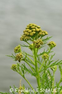 Tanaisie commune (Tanacetum vulgare)