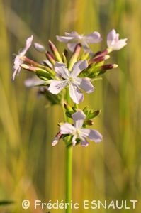Saponaire officinale (Saponaria officinalis)