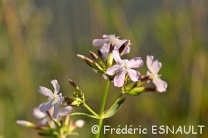 Saponaire officinale (Saponaria officinalis)