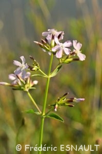 Saponaire officinale (Saponaria officinalis)