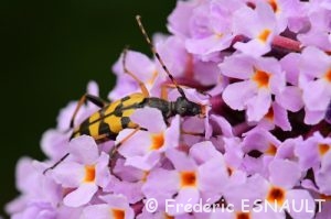 Lepture tacheté (Rutpela maculata)