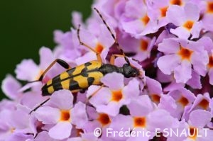 Lepture tacheté (Rutpela maculata)