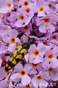 Lepture tacheté (Rutpela maculata)