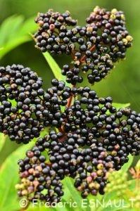 Sureau hièble ou Sureau yèble ou Petit Sureau (Sambucus ebulus)