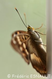 Petit Mars Changeant (Apatura ilia)