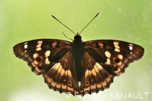 Petit Mars Changeant (Apatura ilia)