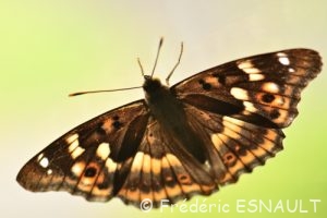 Petit Mars Changeant (Apatura ilia)