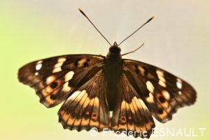 Petit Mars Changeant (Apatura ilia)