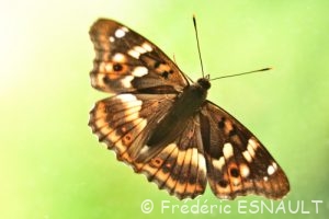 Petit Mars Changeant (Apatura ilia)