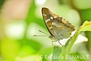 Petit Mars Changeant (Apatura ilia)