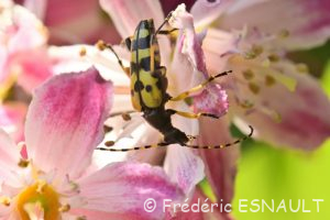 Lepture tacheté (Rutpela maculata)